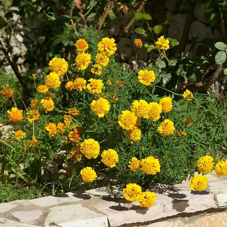 Tatil Evi Katerina's
